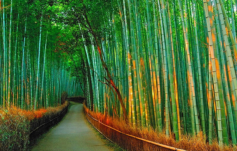 Bamboo path, path, city, green, bamboo, HD wallpaper