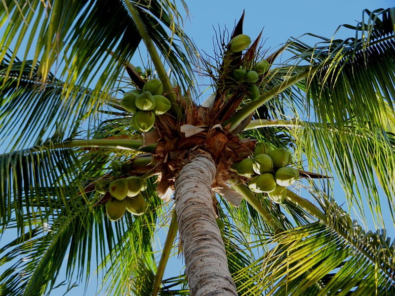 My Palm Tree With Coconuts, Tropical, Tree, Palm, Coconut, HD wallpaper ...