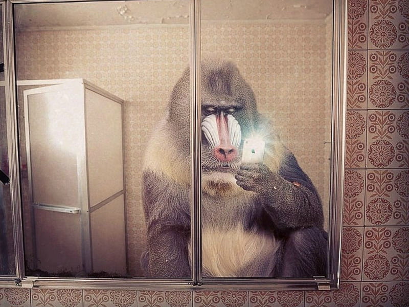 Download Monkey Selfie Meme Faces Funny Picture