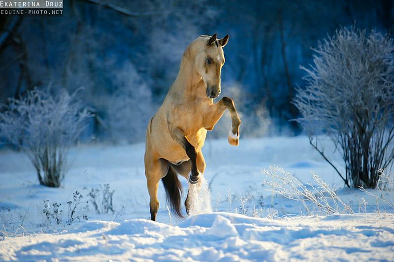 Rearing horse, horse, horses, rearing, snow, winter, equine, HD wallpaper
