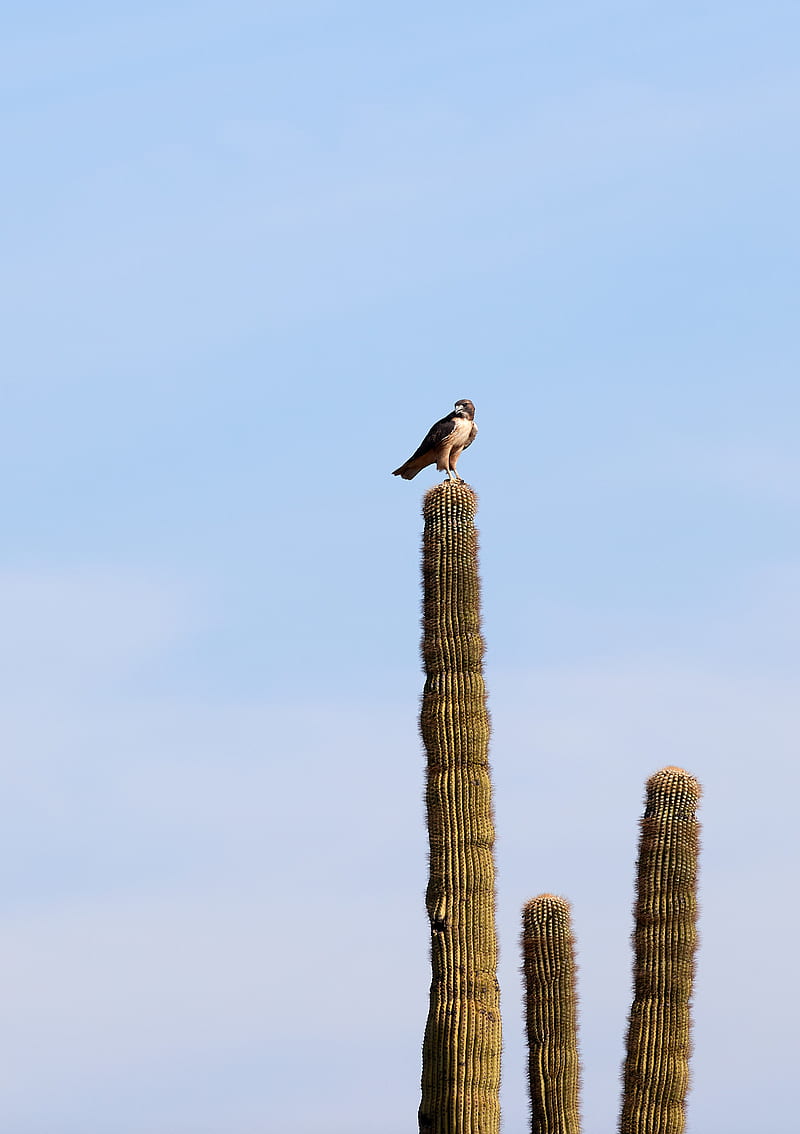falcon, predator, bird, cactus, sky, HD phone wallpaper