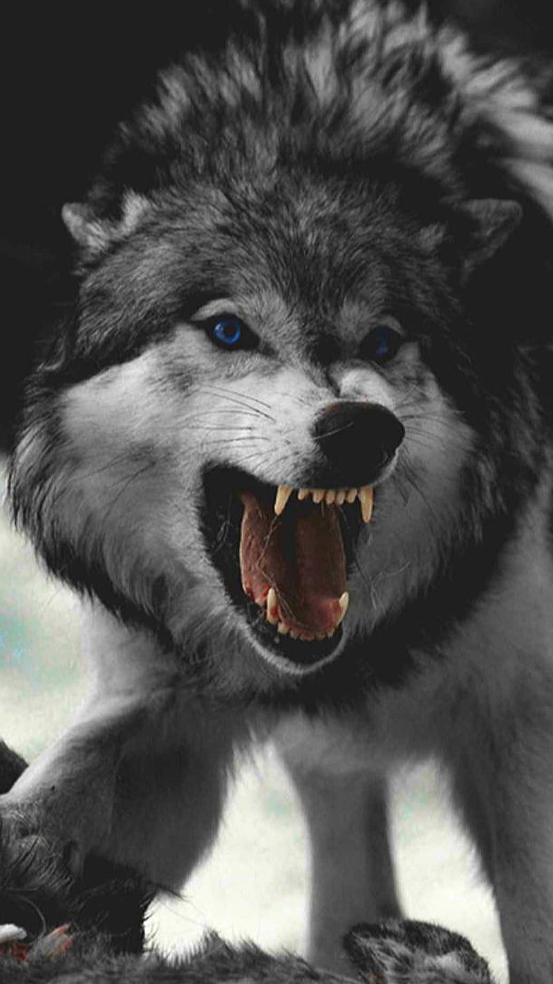 Angry Wolf Pictures
