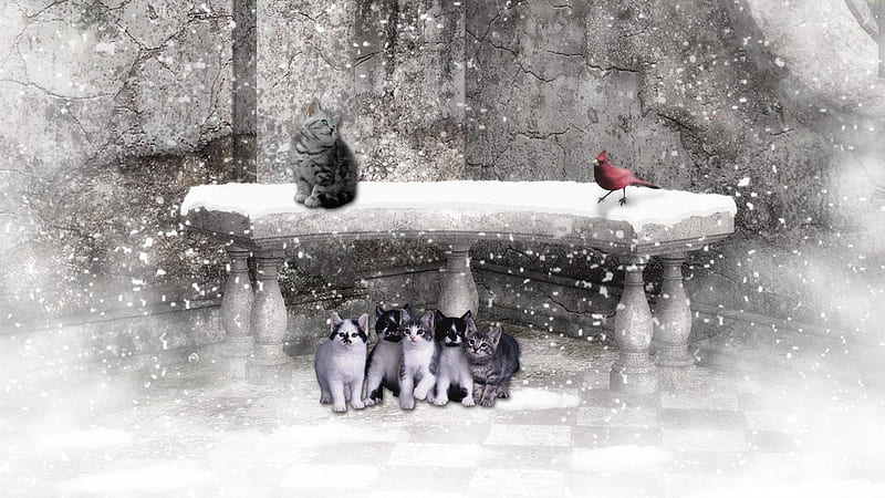 Winter Wait, kitty, bench, kittens, firefox persona, winter, cold, bird, snow, kitties, dreary, HD wallpaper