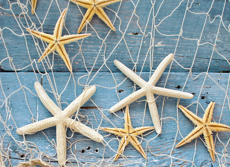 Starfishs, seashells, seastar, seastars, rope, starfish, sea, seashell, sand, marine, shell, sandy, summer, nature, star, natural, HD wallpaper