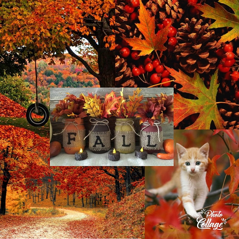Fall, cat, leaves, HD phone wallpaper
