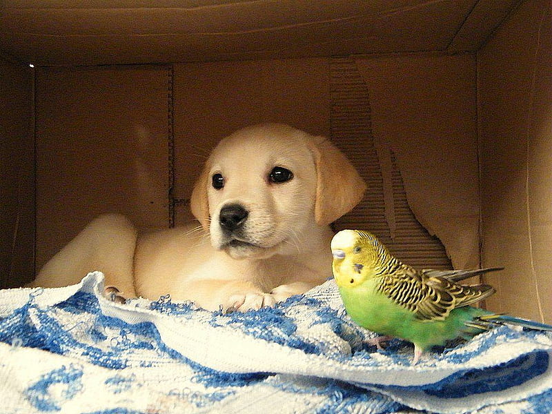 Best Friends!!, Pet, Bird, Parrot, Puppy, Dog, Animal, Hd Wallpaper 