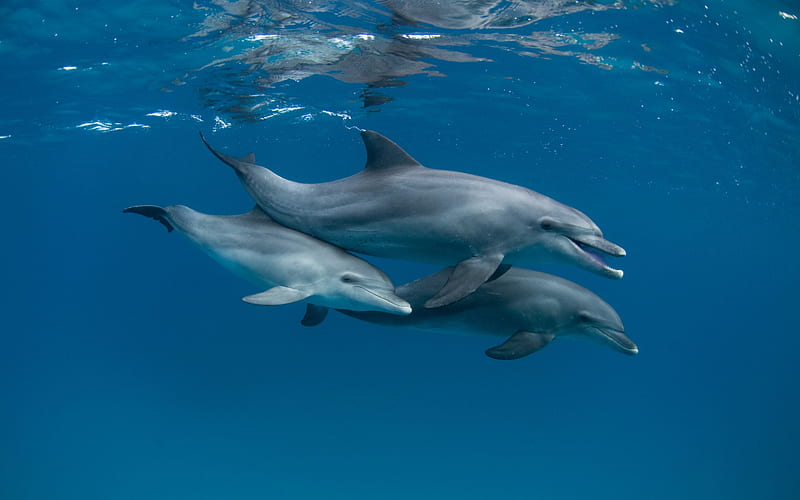 dolphins, ocean, underwater world, flock of dolphins, mammals, dolphins under water, HD wallpaper