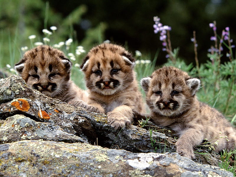mountain lion cubs, show, the, enjoy, sunlight, HD wallpaper