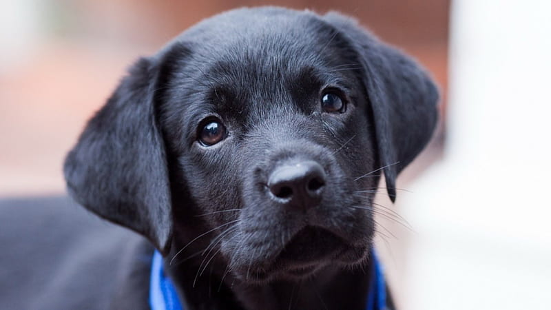 ADORATION, puppies, black lab, friendship, love, youngsters, pets, labradors, HD wallpaper