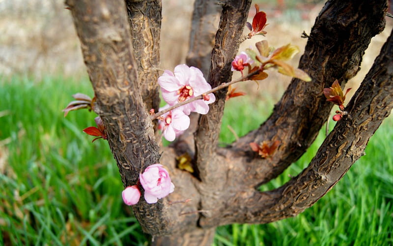 Peach blossom, flowers, tree, nature, spring, HD wallpaper