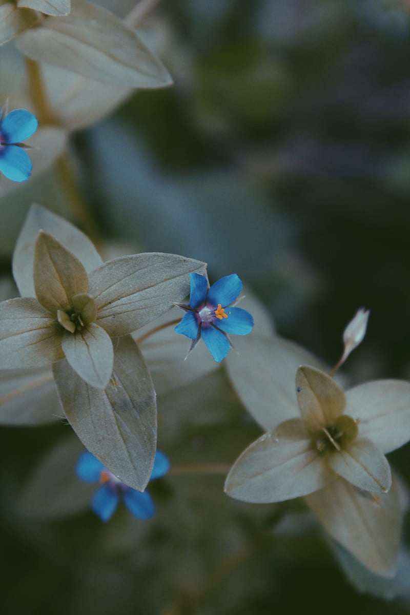 flower, leaves, blue, green, blur, flora, HD phone wallpaper