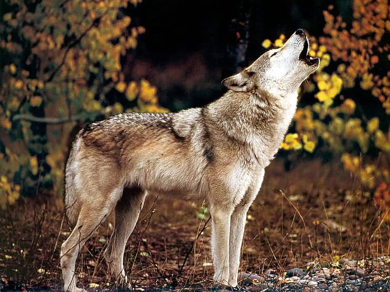 Howling Wolf In A Set Of Flowers, kpuppies, wolves howling, grey wolf, flowers, nature, wolves, animals, dogs, HD wallpaper