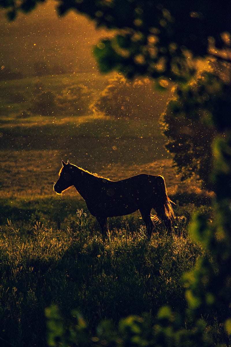 horse, sunset, silhouette, dark, meadow, nature, HD phone wallpaper