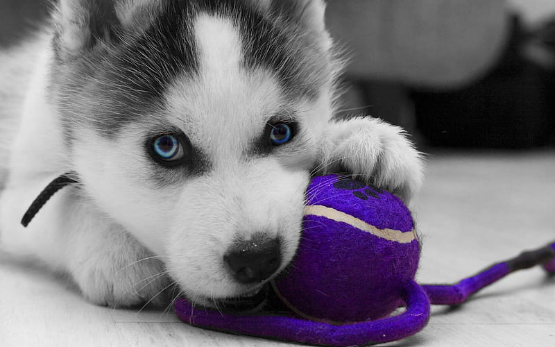 Puppy, Siberian Husky, blue eyes, dog, cute animals, Husky, HD wallpaper