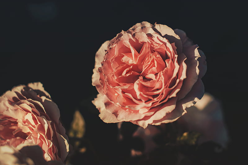 rose, flower, petals, pink, HD wallpaper