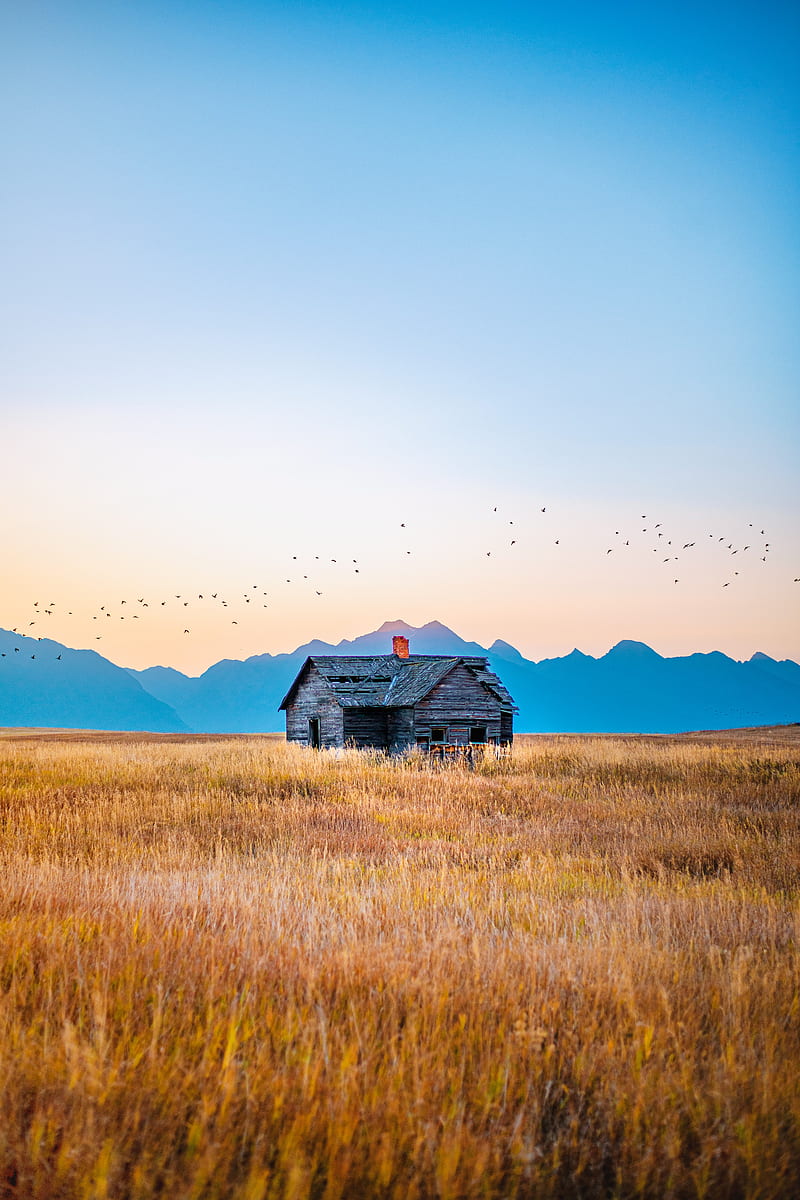 house, field, mountains, birds, grass, nature, HD phone wallpaper