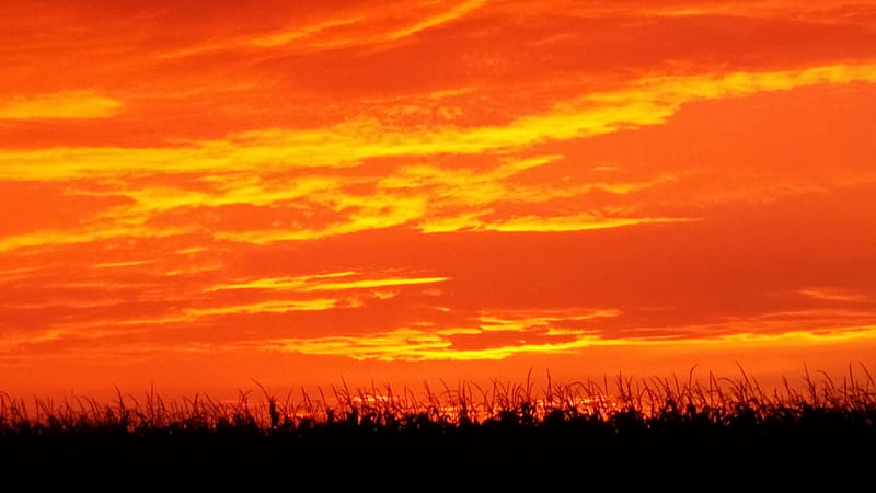 orange sky, corn field, nice, sky, orange, HD wallpaper