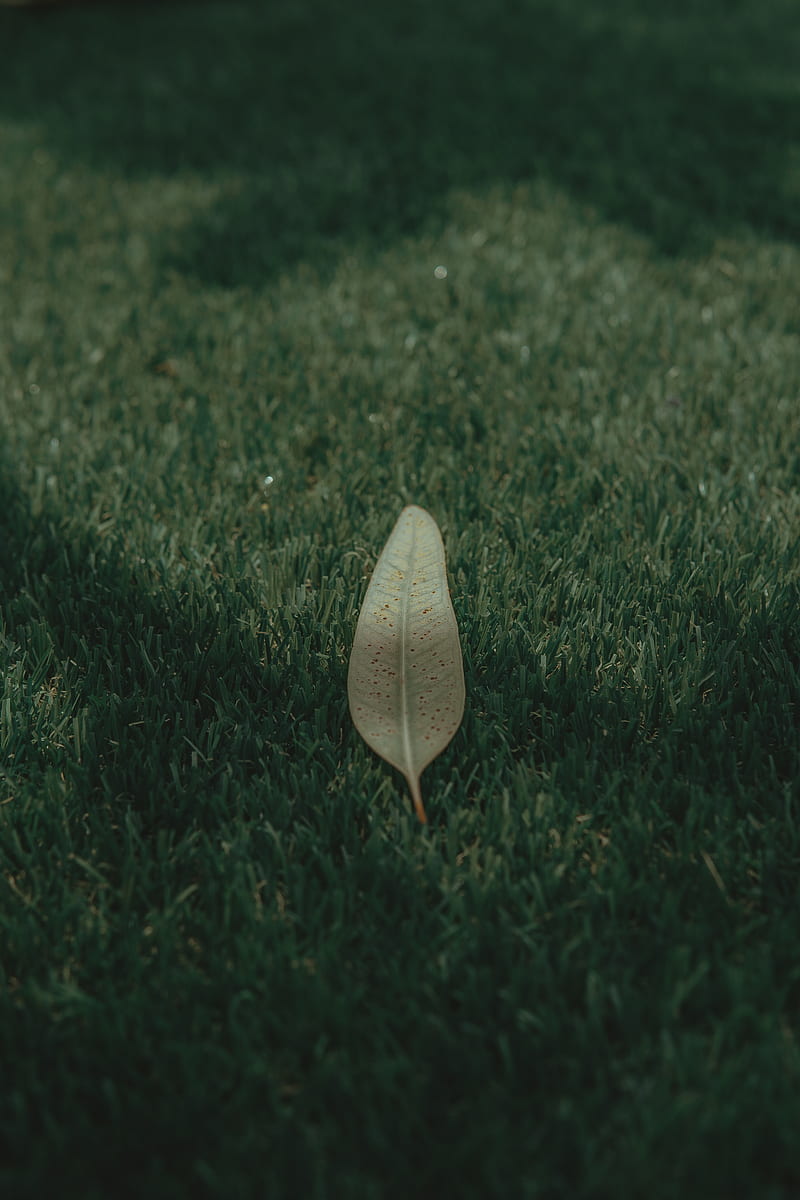 leaf, grass, lawn, green, macro, HD phone wallpaper