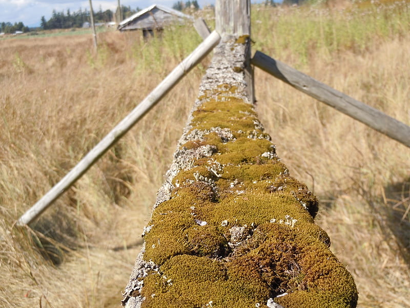 Mossy Fence, fence, moss, field, wood, HD wallpaper