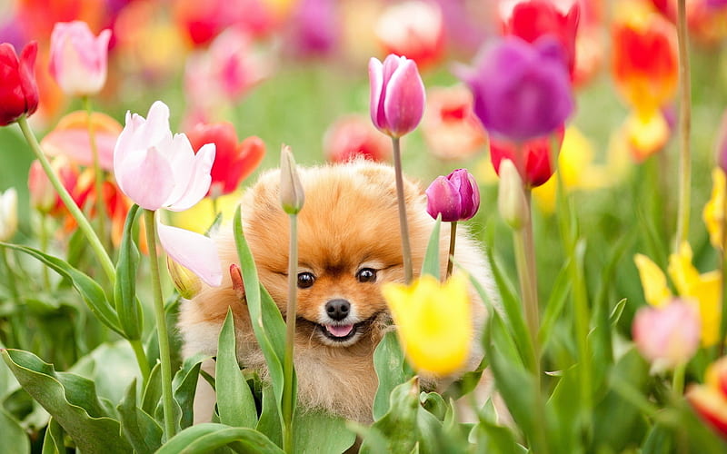 spitz dogs, tulips, pomeranian, pets, cute animals, HD wallpaper
