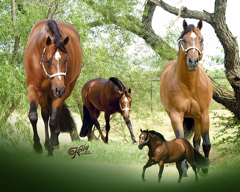 quarter horse speedy, brown, gelding, strike stripe, western, black hair, HD wallpaper