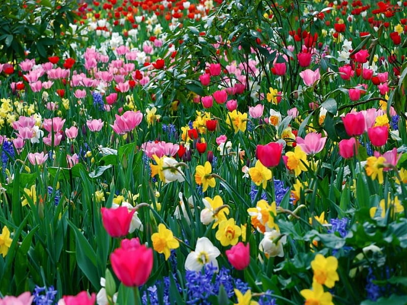 free download | Spring garden, garden, flowers, nature, spring, HD ...