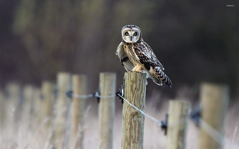 owl, fence, post, bird, HD wallpaper