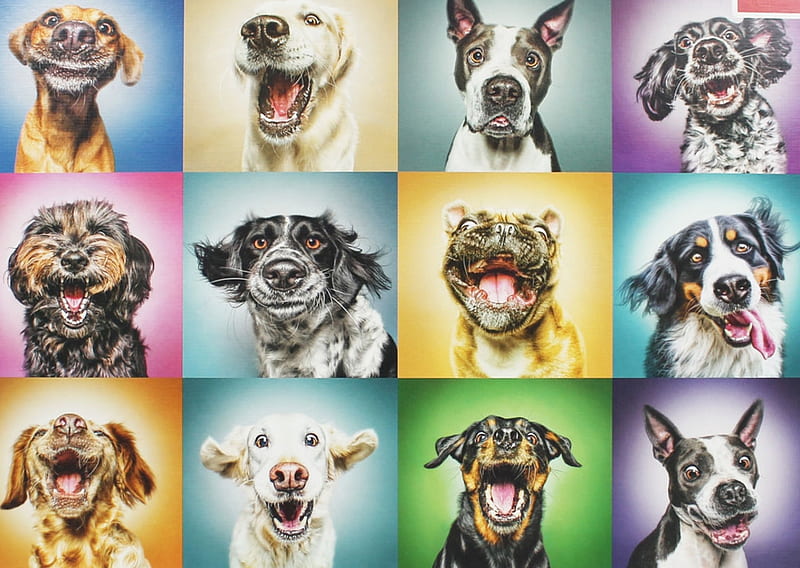 Funny faces, collage, animal, dog, caine, funny, face, HD wallpaper | Peakpx