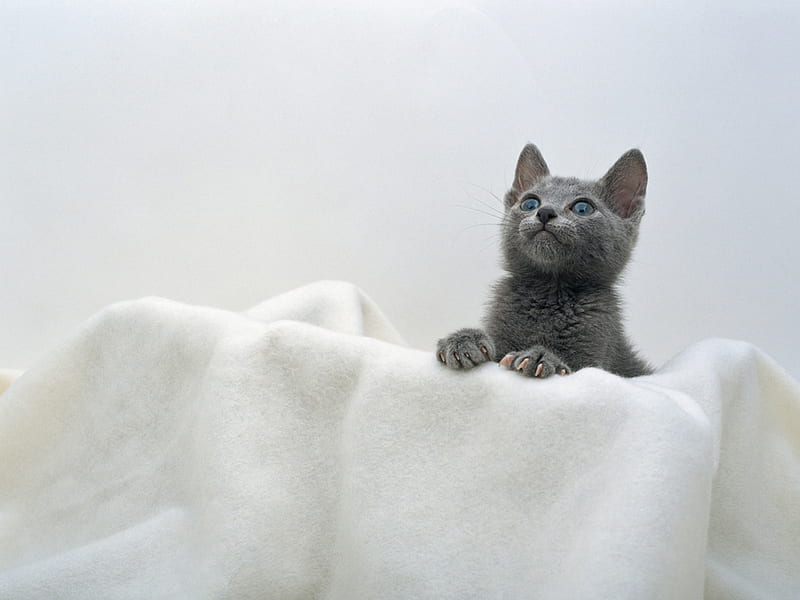 Piquant cat, feline, loveable, cat, kitten, animal, HD wallpaper