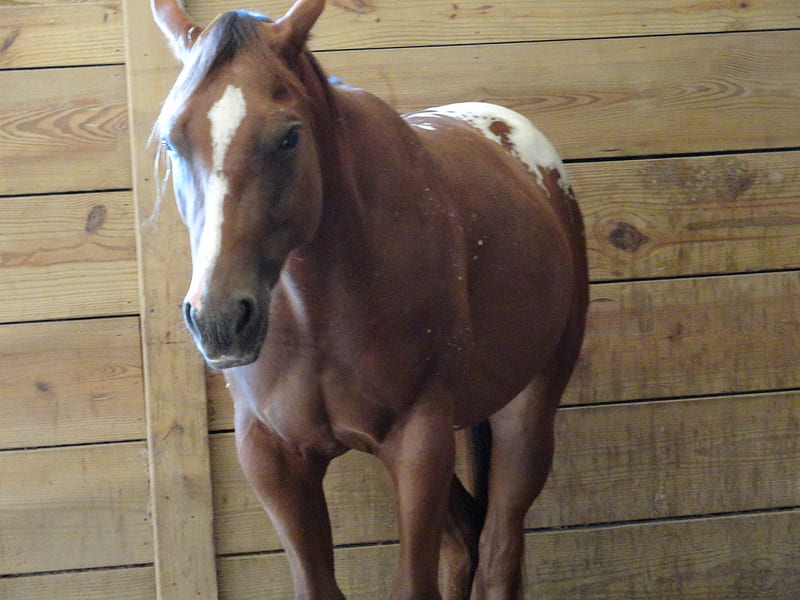 Horse Head, cute, pretty, head, horse, HD wallpaper