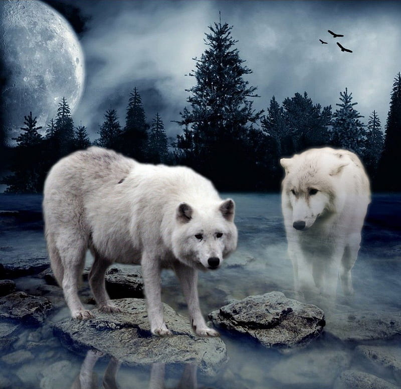 Two white Wolves, moon, white, wolves, night, HD wallpaper