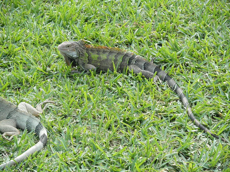 Iguana on the Islands sun tanning, Iguana, green, grass, gris, graphy, HD wallpaper