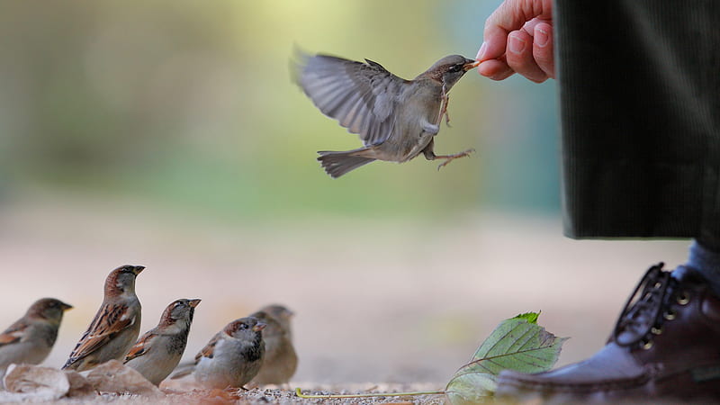 The Winner !, hands, cute, feeding, lovely, food, birds, sparrows, man, HD wallpaper