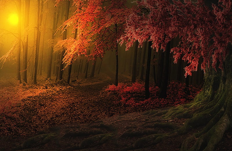 Autumn Sunset, forest, autumn, trunck, bonito, sunset, trees, magic light, mystic, leaves, path, HD wallpaper