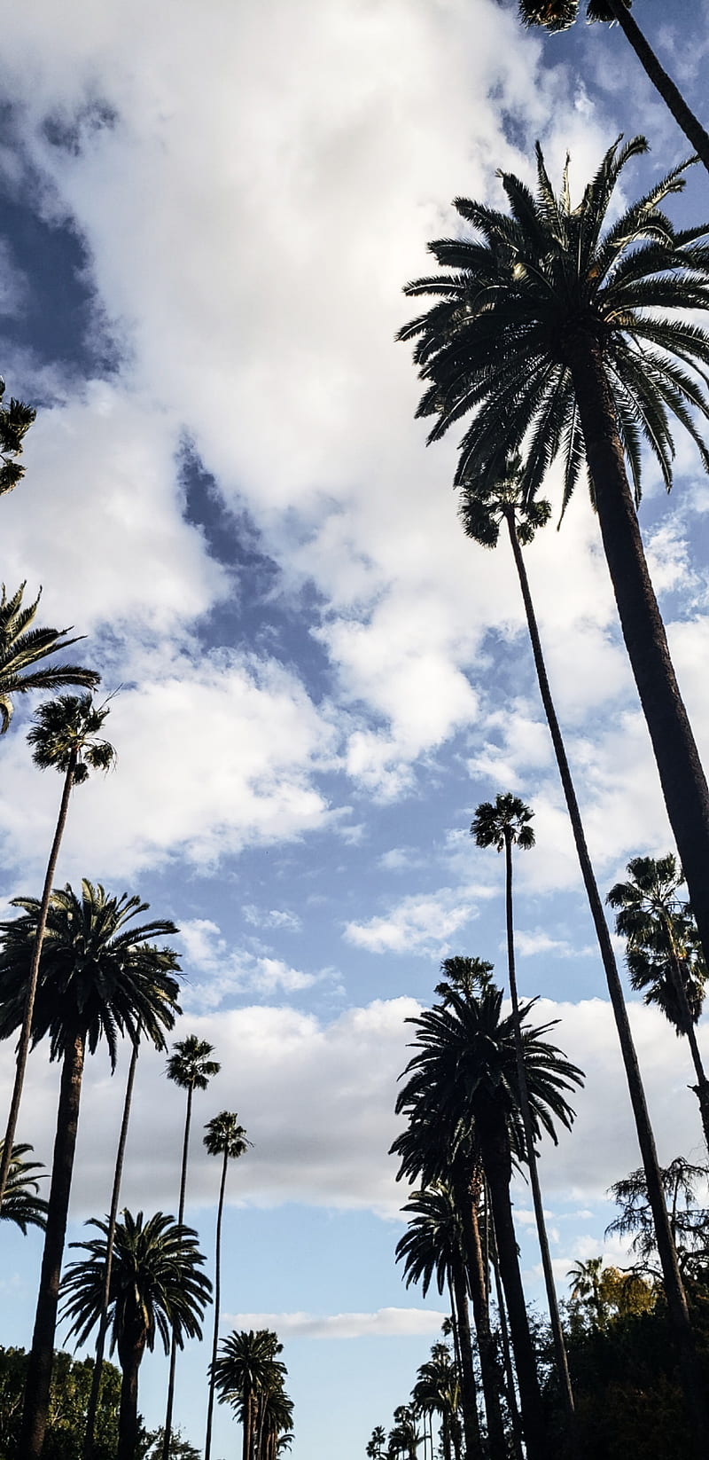 LA palm trees, beach, colorful, los angeles, sky, travel, trip, HD phone wallpaper