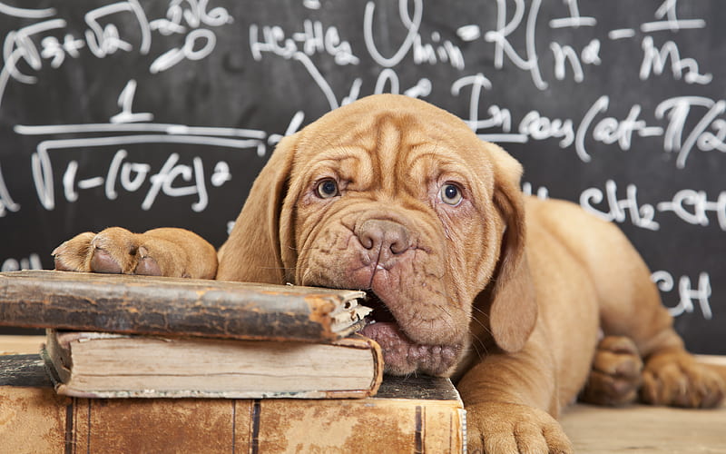 French mastiff puppy, cute animals, books, pets, Dogue de Bordeaux, dogs, Bordeaux mastiff, HD wallpaper