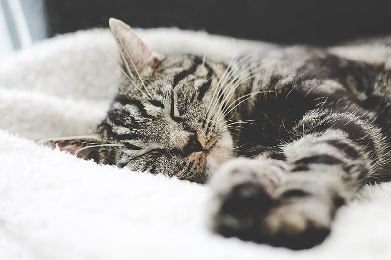silver tabby cat sleeping on white blanket, HD wallpaper