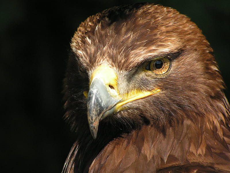 Eagle, bird, brown, large, beak, prey, HD wallpaper