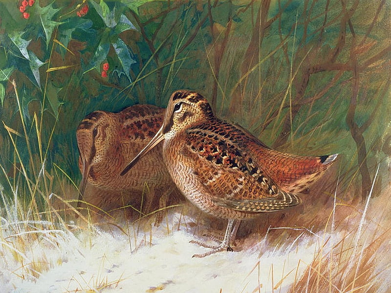 Wood Cock, browns, sand, green, rust, birds, HD wallpaper