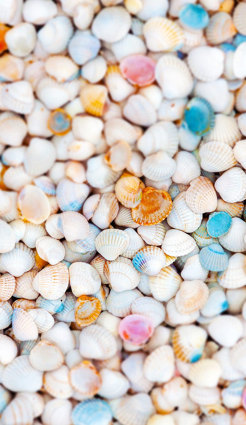 Seashels, color, ocean, sand, sea, shels, HD phone wallpaper