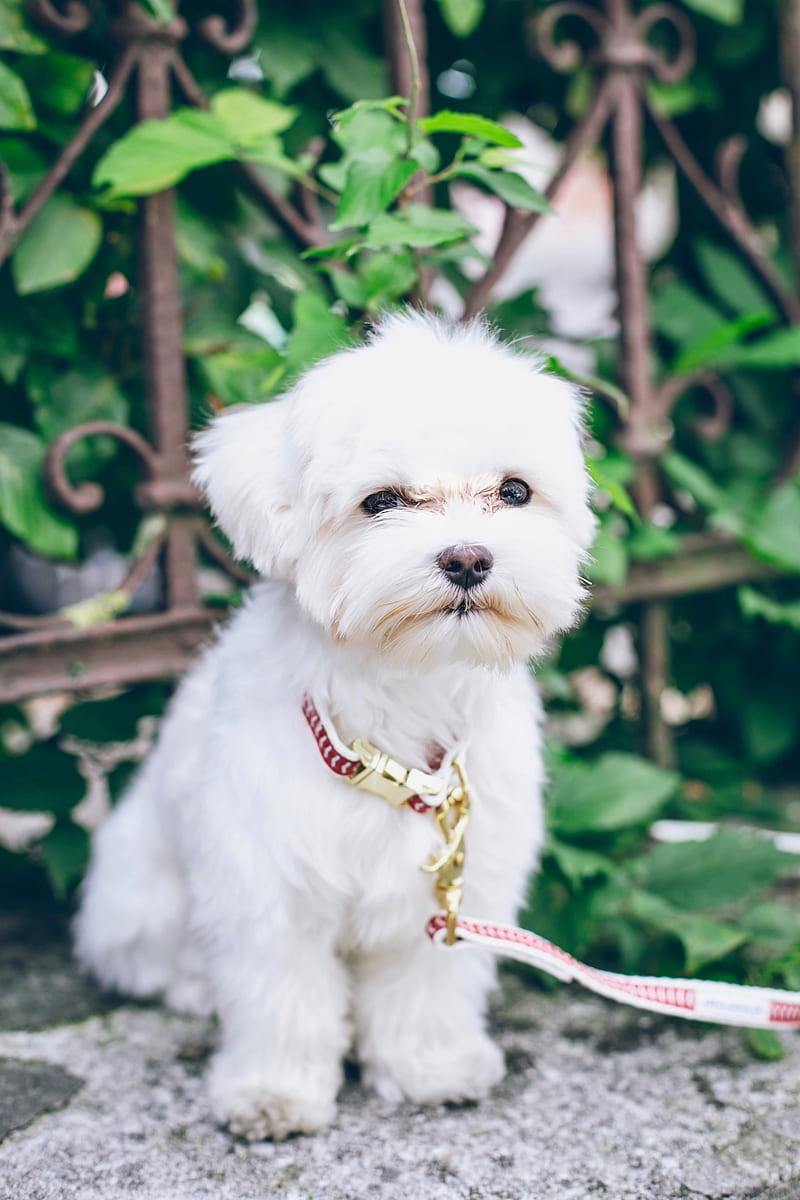maltese, puppy, dog, white, pet, HD phone wallpaper