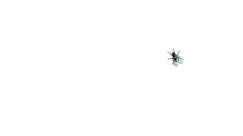 fly, insects, HD wallpaper