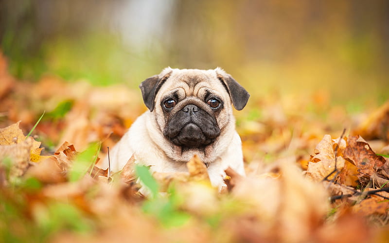 Pug, small puppy, cute animals, small dog, autumn, HD wallpaper