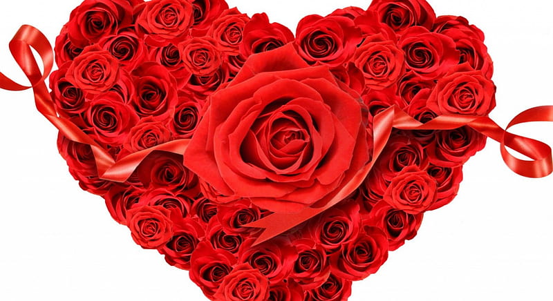 * Heart of roses *, red roses, ribbon, heart, flowers, roses, HD ...