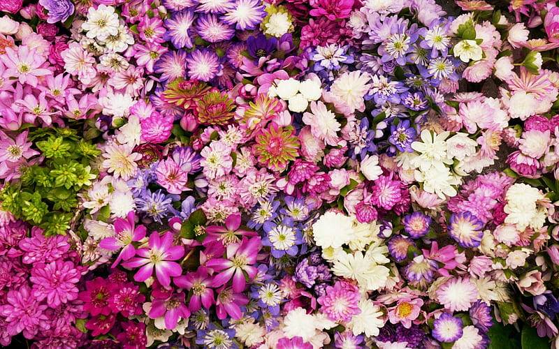 Flowers For All Friends, colourful, flower, flowers, color, hepatica, HD wallpaper