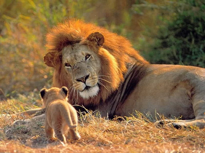 Father and Son, Africa, ground, africa, green, bush, weeds, fur, animals,  legs, HD wallpaper | Peakpx