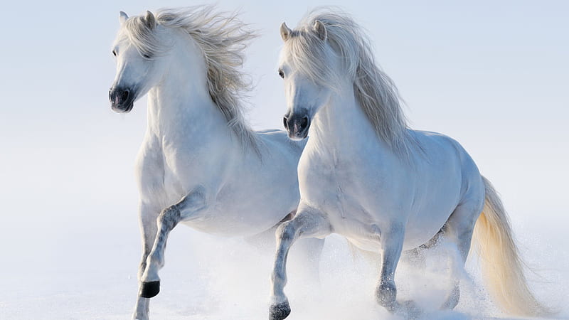White Horses Are Running On White Snow Horse, HD wallpaper