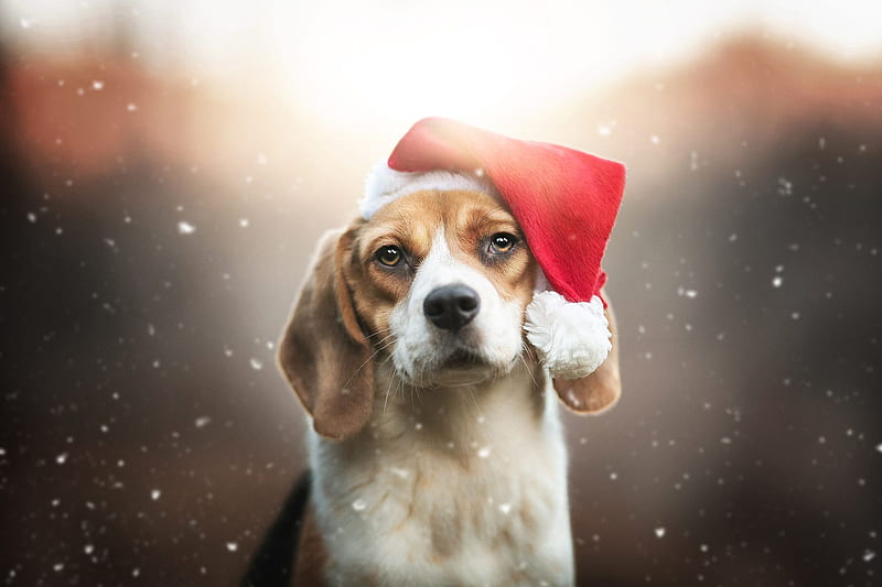 Dogs, Beagle, Christmas, Dog, Pet, Santa Hat, HD wallpaper