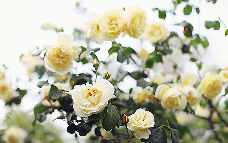 free download | Yellow garden roses, garden, flowers, nature, roses