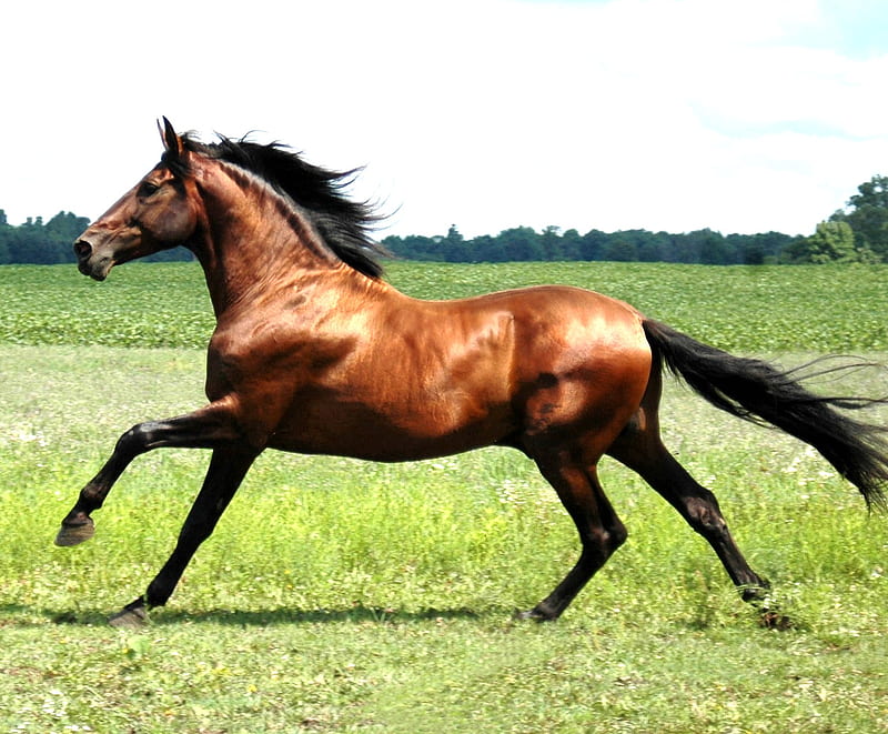 Hispano-Arabe Horse, andalusian horse, crossbreed, spanish horse, animals, horses, arabian horse, HD wallpaper